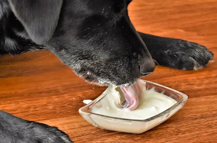 Can Dogs Eat Yogurt? Read before Feeding